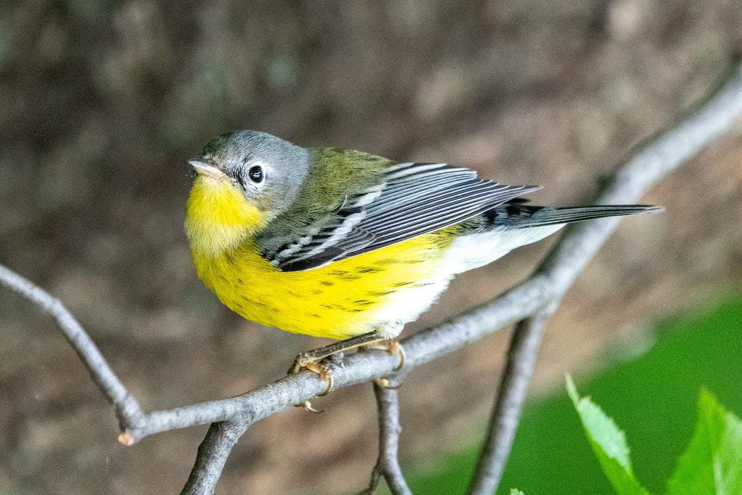 Looking upward from its perch is a small bird with a gray head, a moss-green nape, and a lemon-yellow chin and breast