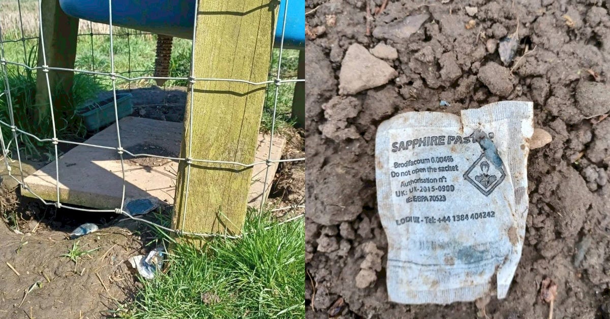 Sachets of brodifacoum left exposed on open ground at Allendale Estate, near Welton.
