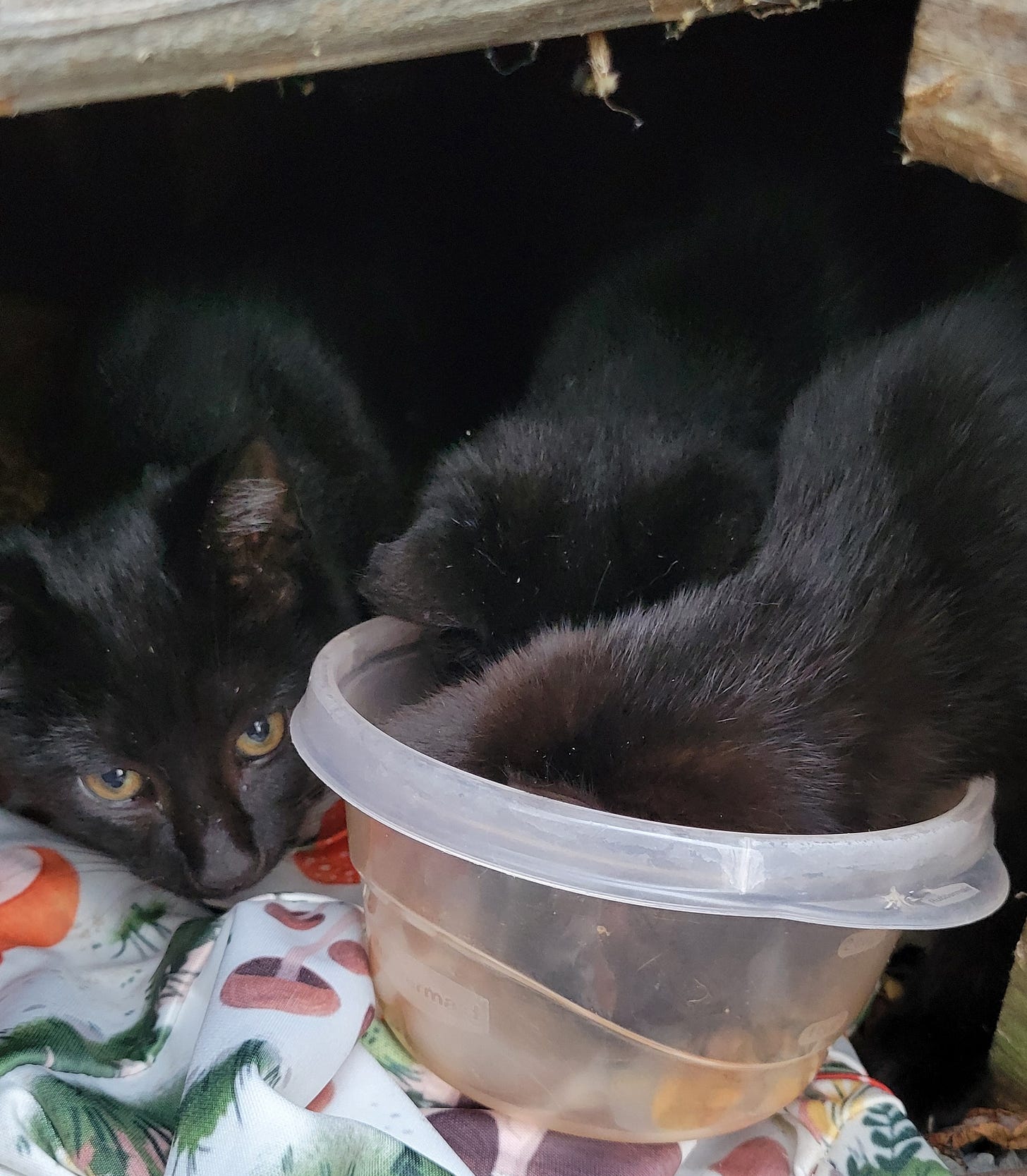 Three black kittens about four or five months old, two eating cat food from a plastic bowl, one watching, all of them mostly under a shed