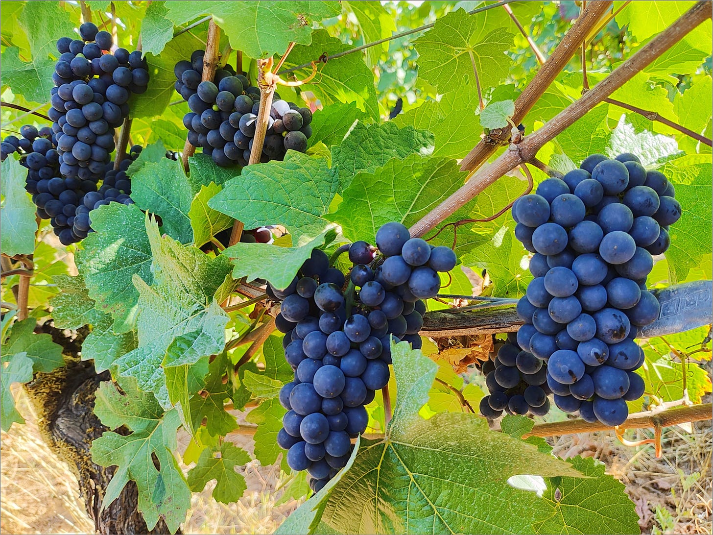 Dijon clone 777 Pinot Noir, Vintage 2024, on the vine at Amalie Robert Estate.