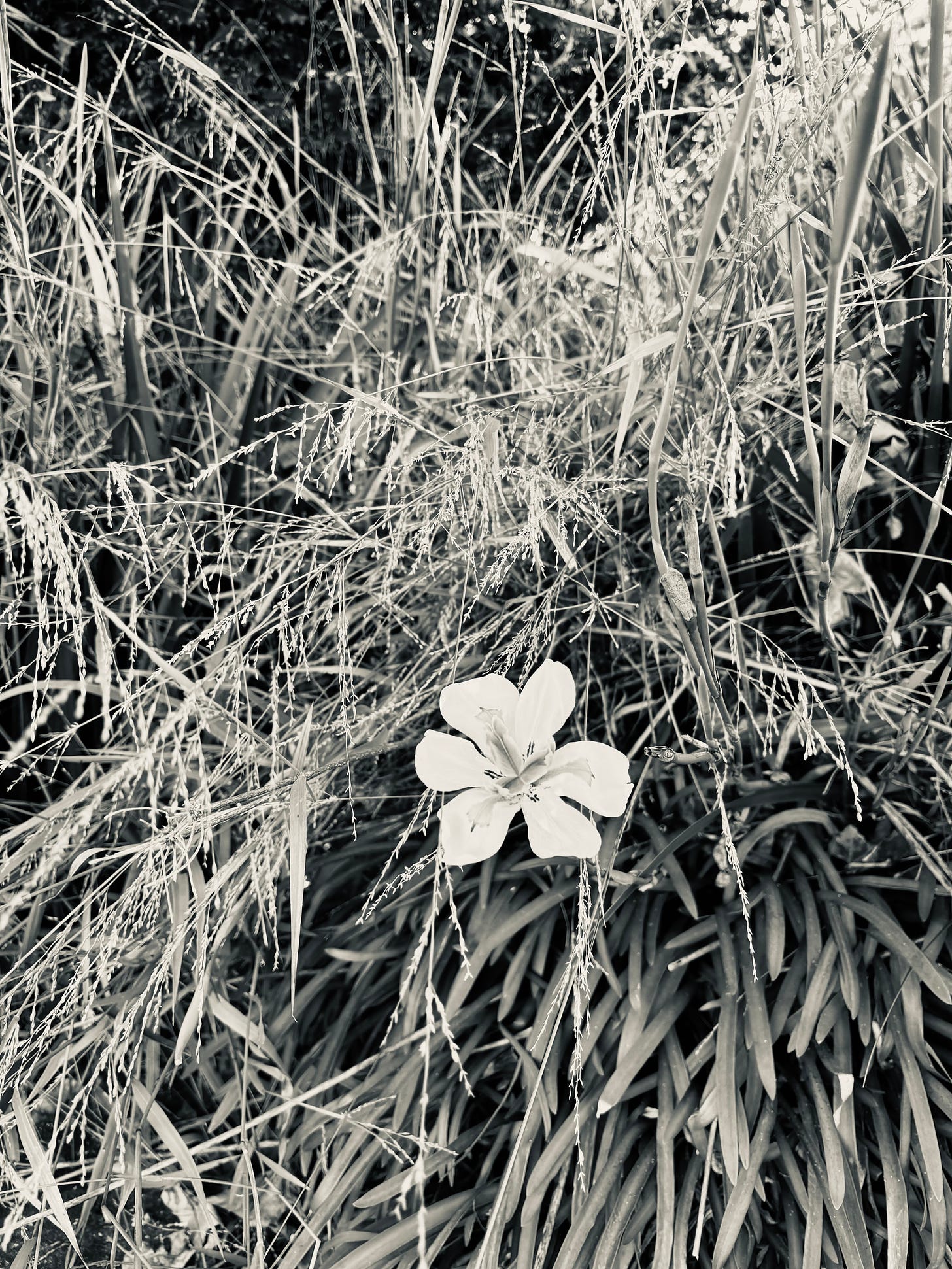 Single iris in weeds