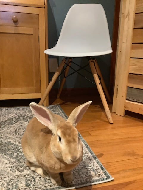 rabbit in office