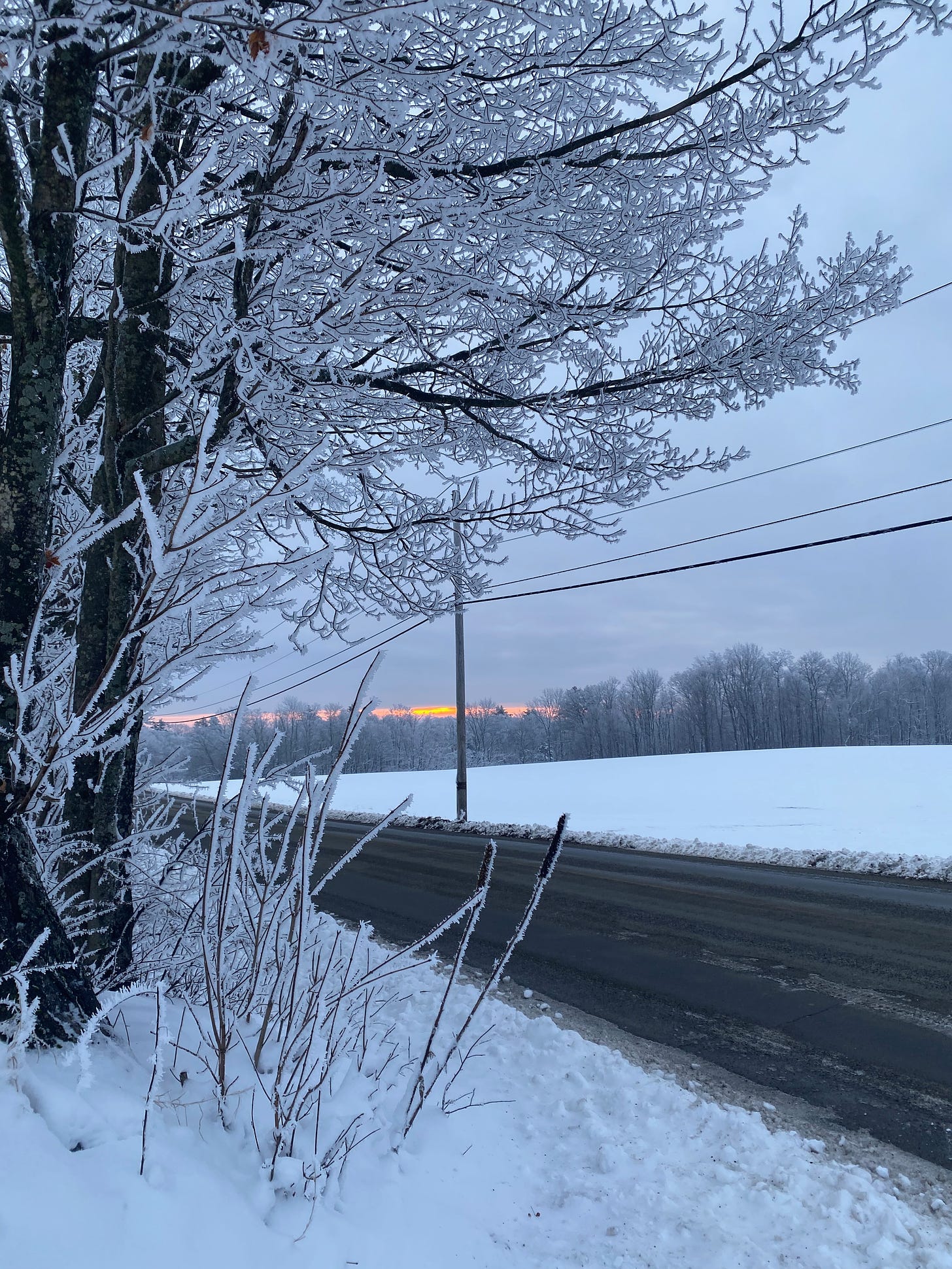A road at sunrise, surrounded by snowy fields and a tree covered in lacy, delicate snow.