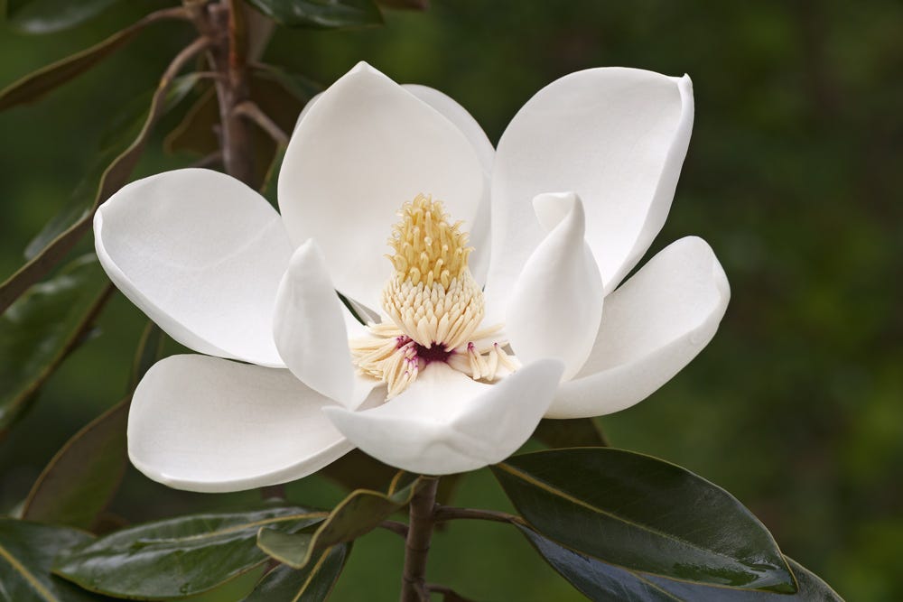 Magnificent Magnolias! - OGM