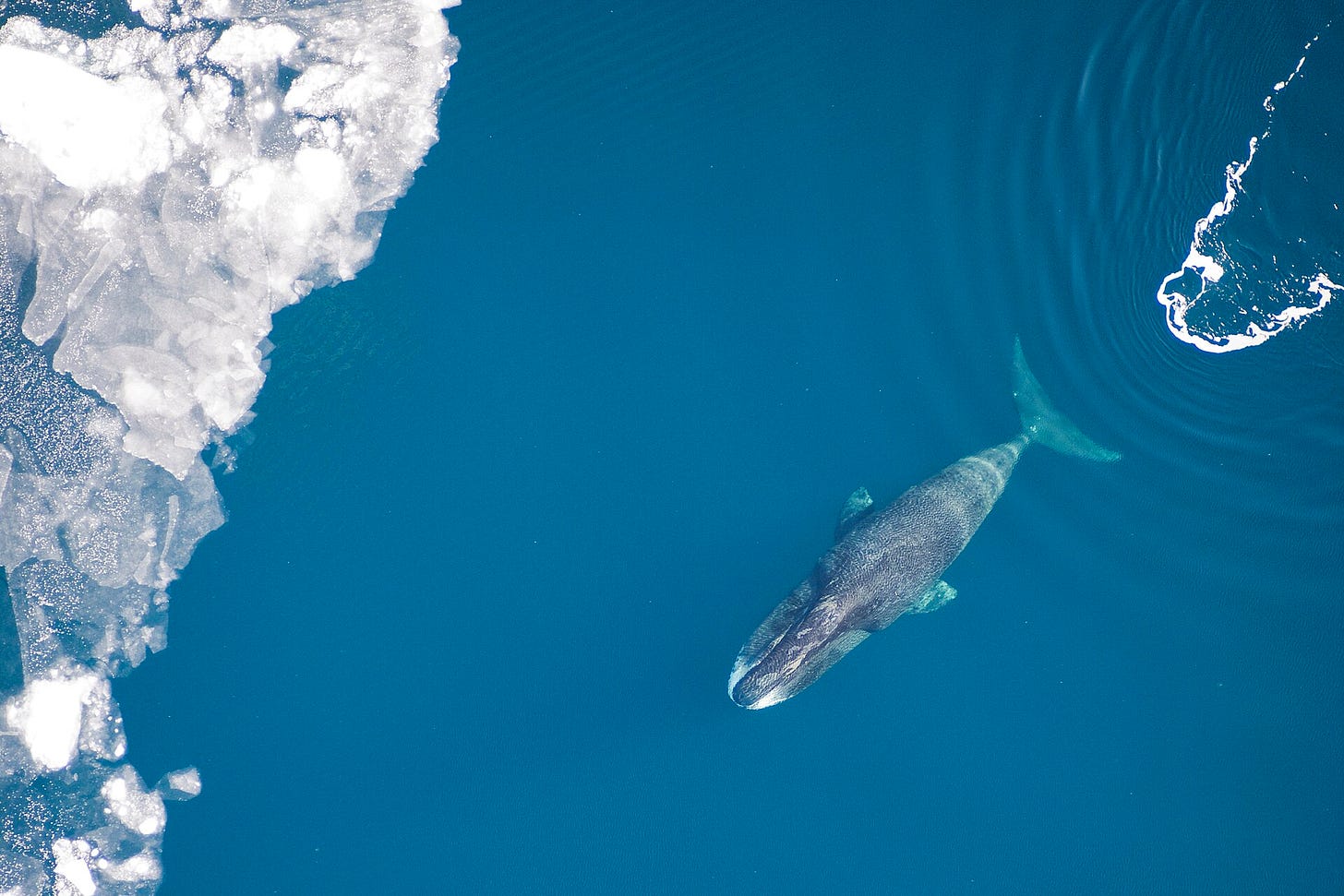 A bowhead whale swims through blue water toward ice. A bowhead whale swims through blue water toward ice.