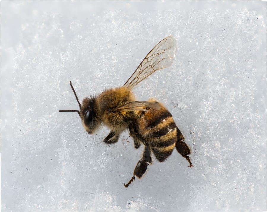 Bees struggle to survive Oregon's winter - The Columbian