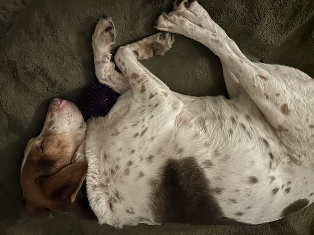 Image shows a hound sleeping with a ball.