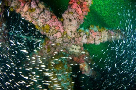 tons of fish swim around a colorful living backdrop