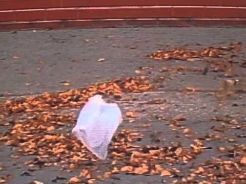 Plastic bag scene from the film 'American Beauty'