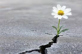 Flower Through Crack Images – Browse 5 ...
