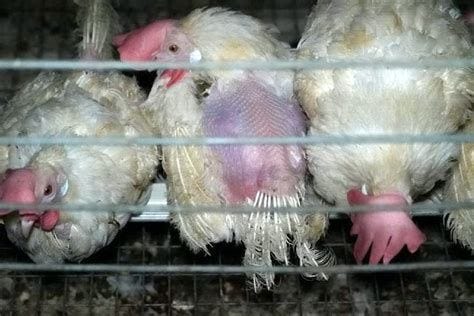 May be an image of game fowl