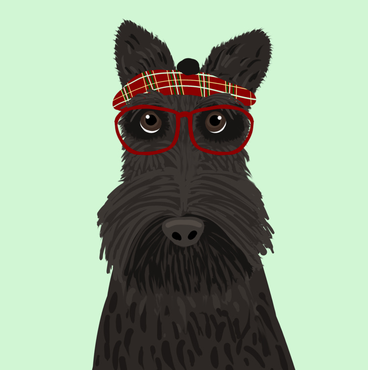 Illustration of a Scottish dog in gray, with a little hat. 