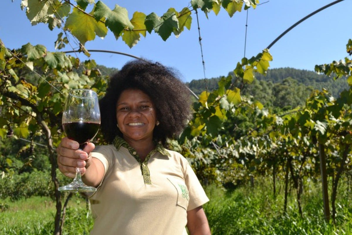 Vinícola do RS promove a pisa da uva com samba e resgata perspectiva  ancestral da bebida