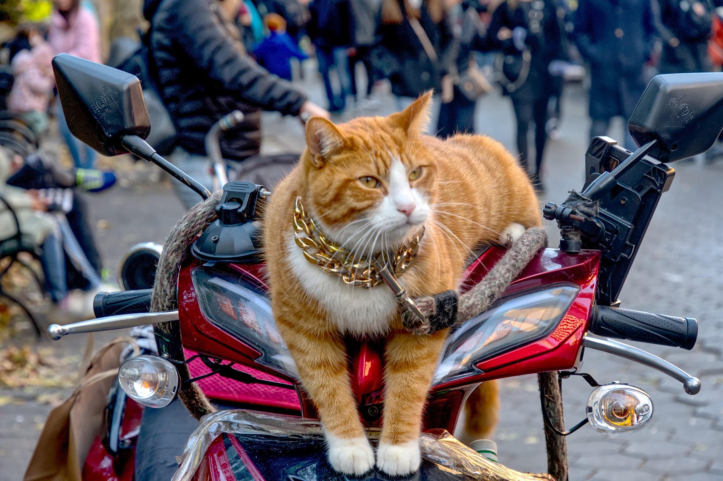 OC) Just a cat, sitting on a motorcycle, that I photographed outside of  Central Park. : r/aww