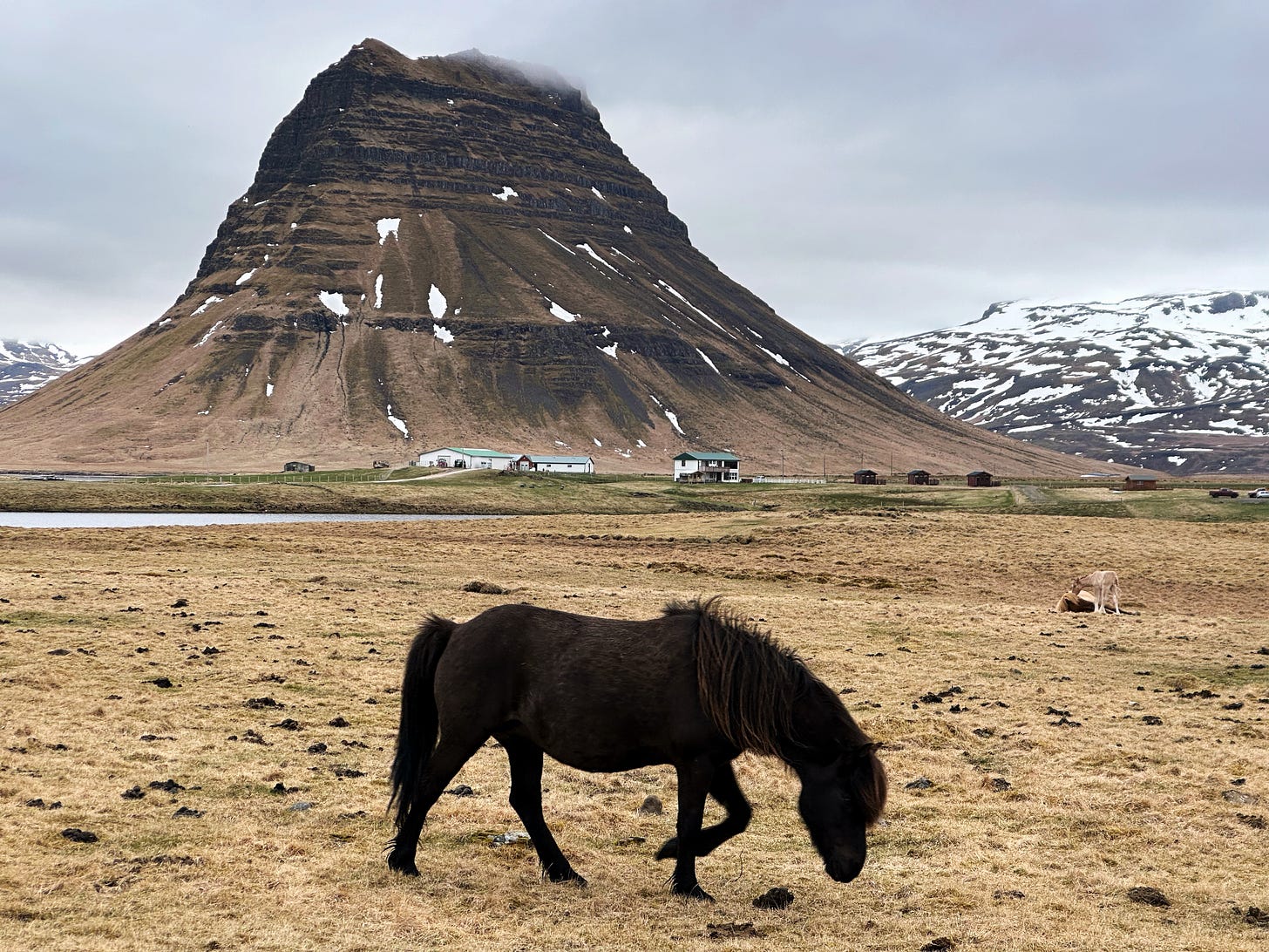 A dark brown Icelandic horse in a field with the striking Kirkjufell mountain directly behind.  Snow capped mountains in the distance behind Kirkjufell.