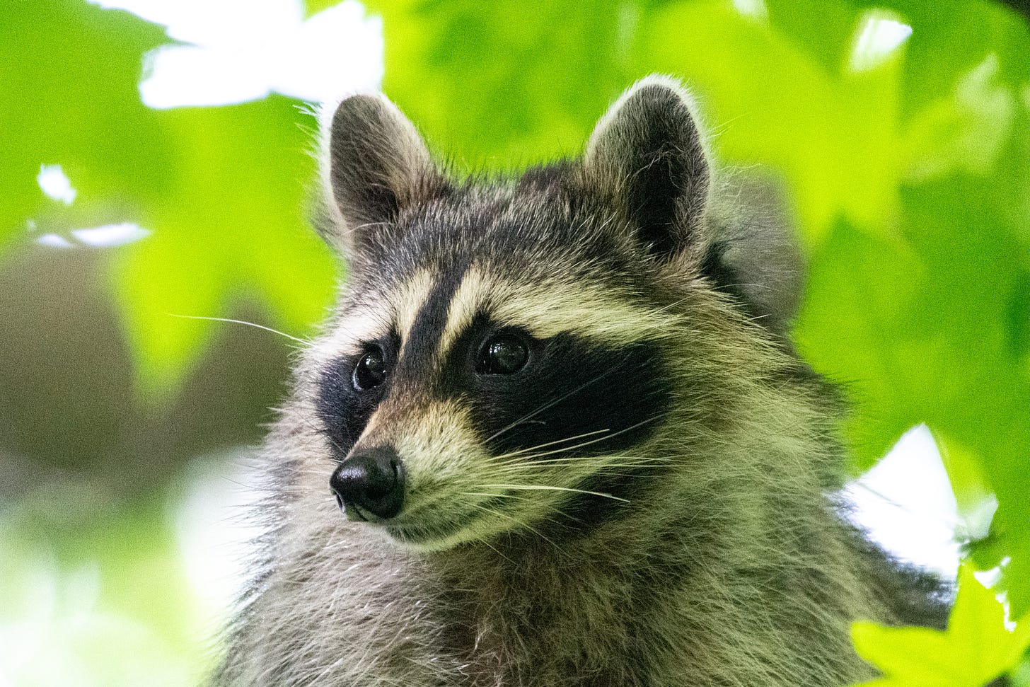 A close-up of a raccoon with a pretty face and a gentle expression