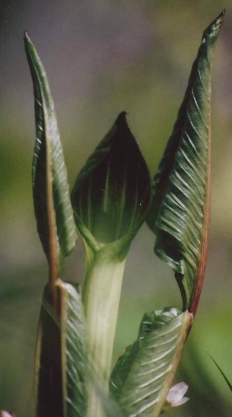 Close-up of a plant with leaves

Description automatically generated with low confidence