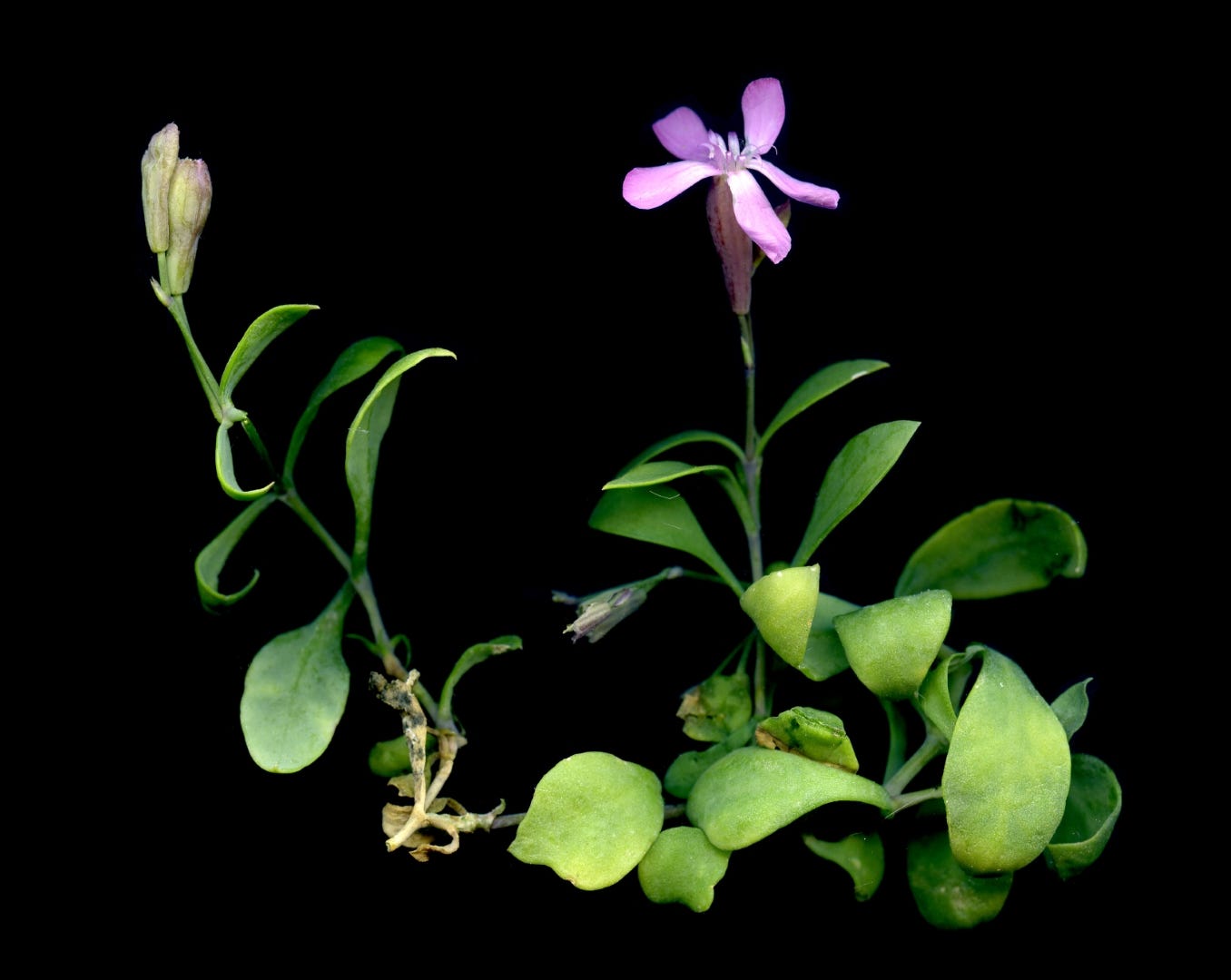 Exemplar de Petrocoptis crassifolia subsp. montsicciana, o Clavell de Balma. Fotografia de P. Barnola E. (floracatalana.cat).