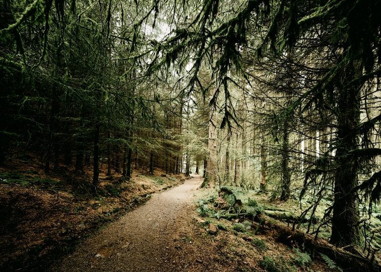 Path through a Welsh forest Path through a Welsh forest