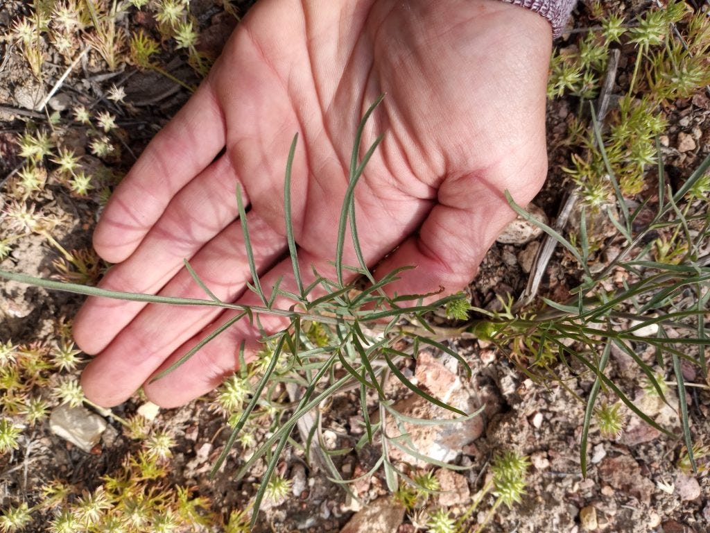 Photo 6: Yampa Leaf (Perideridia bolanderii)