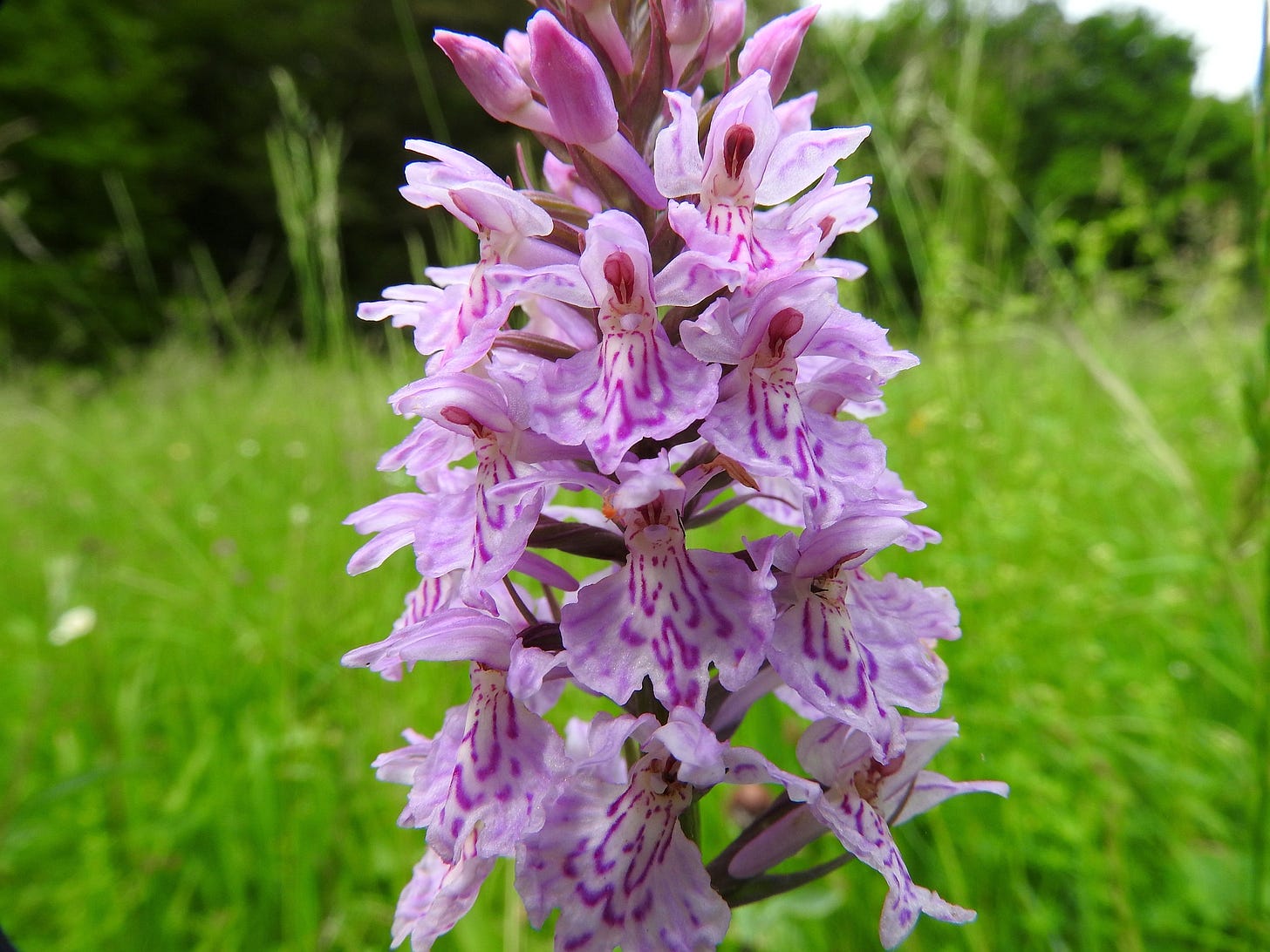 Flores del cuco fucsia (Dactylorhiza fuchsii)