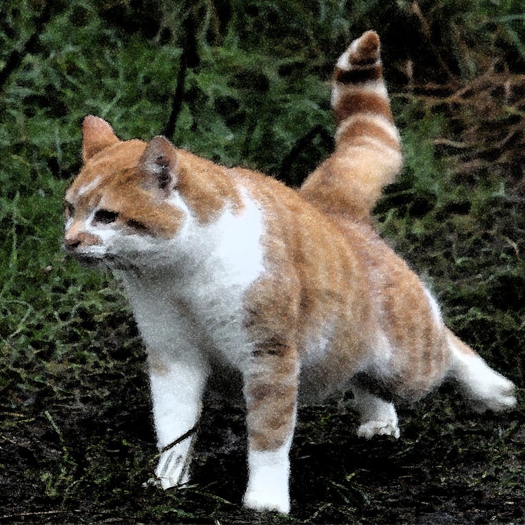 photo of a ginger tom, having a stretch