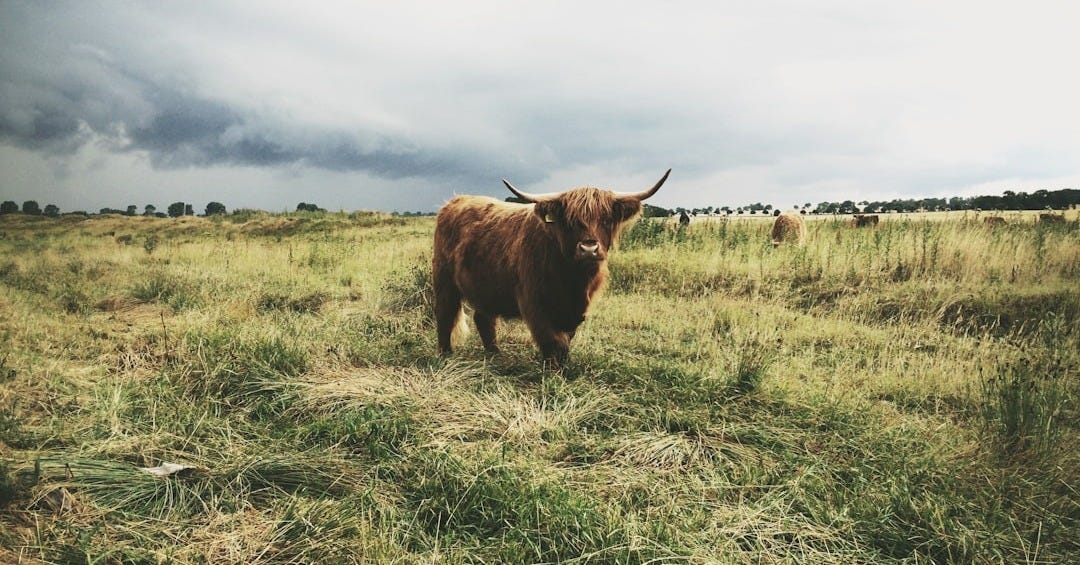 highland cattle standing on grass field