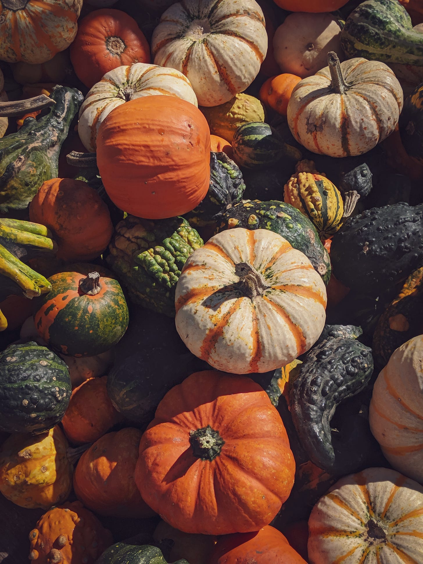 pumpkins, squashes and gourds in various shapes and colours