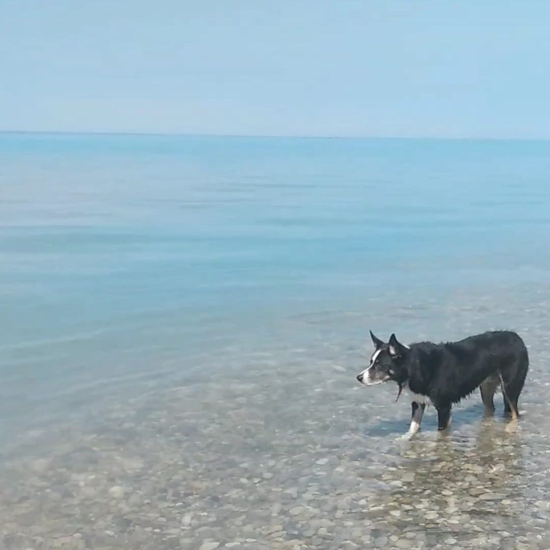 Dog staring vacantly into a lake