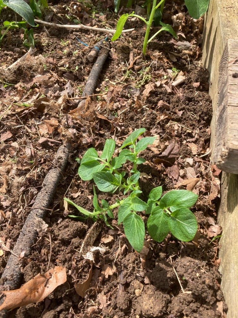 Potatoes Planted in Raised Bed