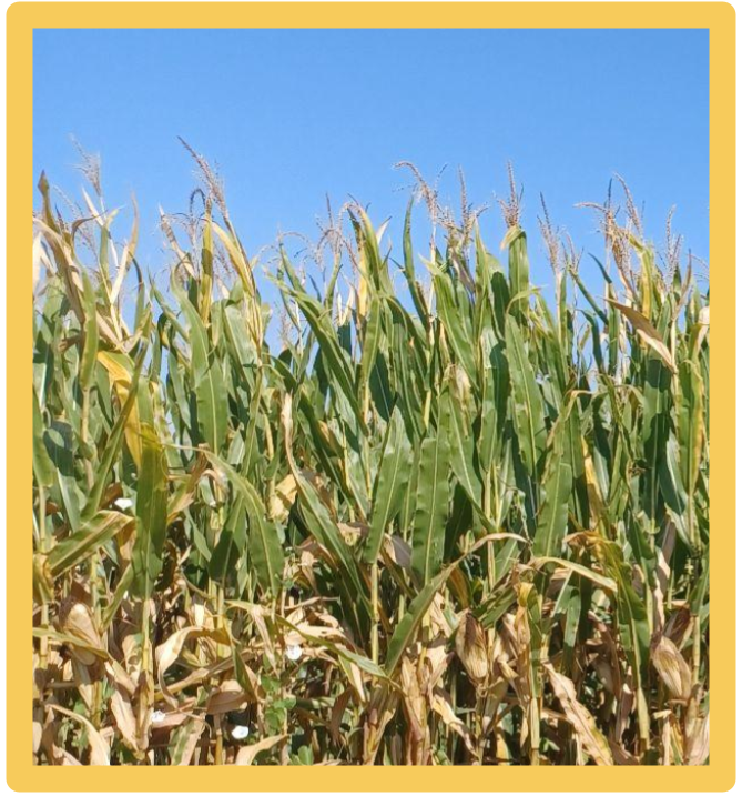 Field of corn with blue sky background