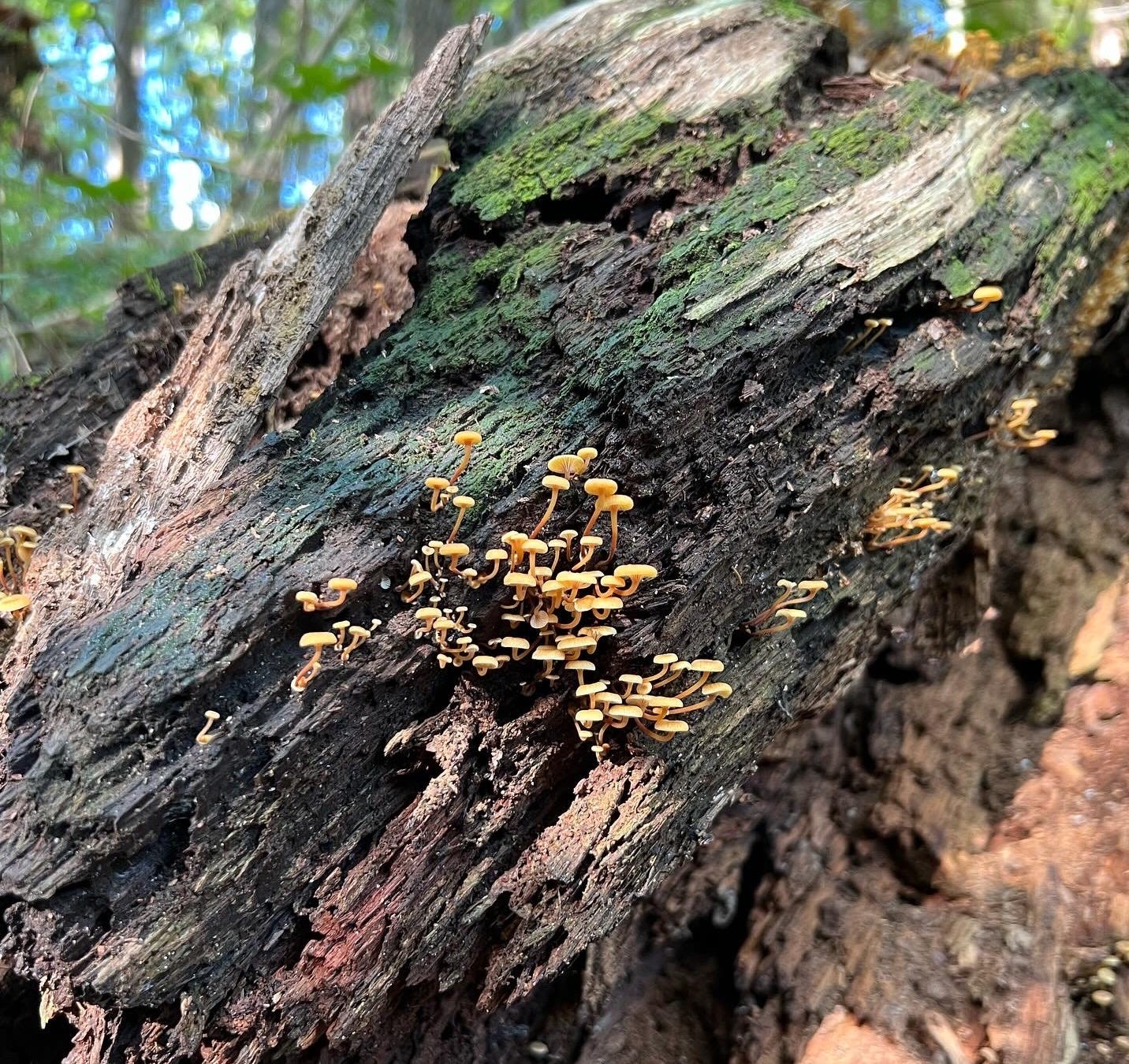 a fallen tree trunk with wet dark bark, the top of which is covered in a dark green sheen of moss, has a large group of tiny peach mushrooms growing out of its middle