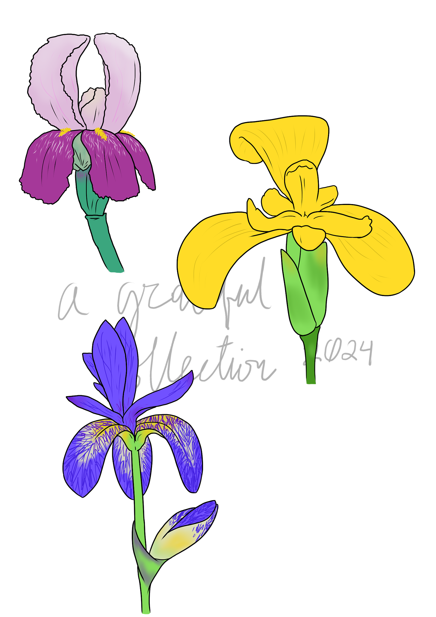 Three different irises: one purple, one yellow, and one bue.