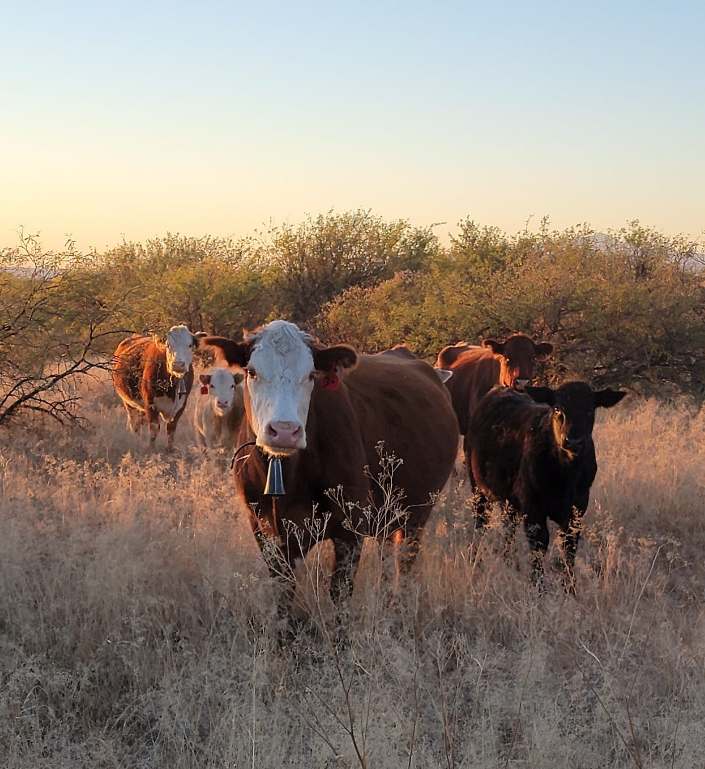 Cattle Wearing Bells, Standing In Grass, And Gazing At The Camera cattle wearing bells, standing in grass, and gazing at the camera