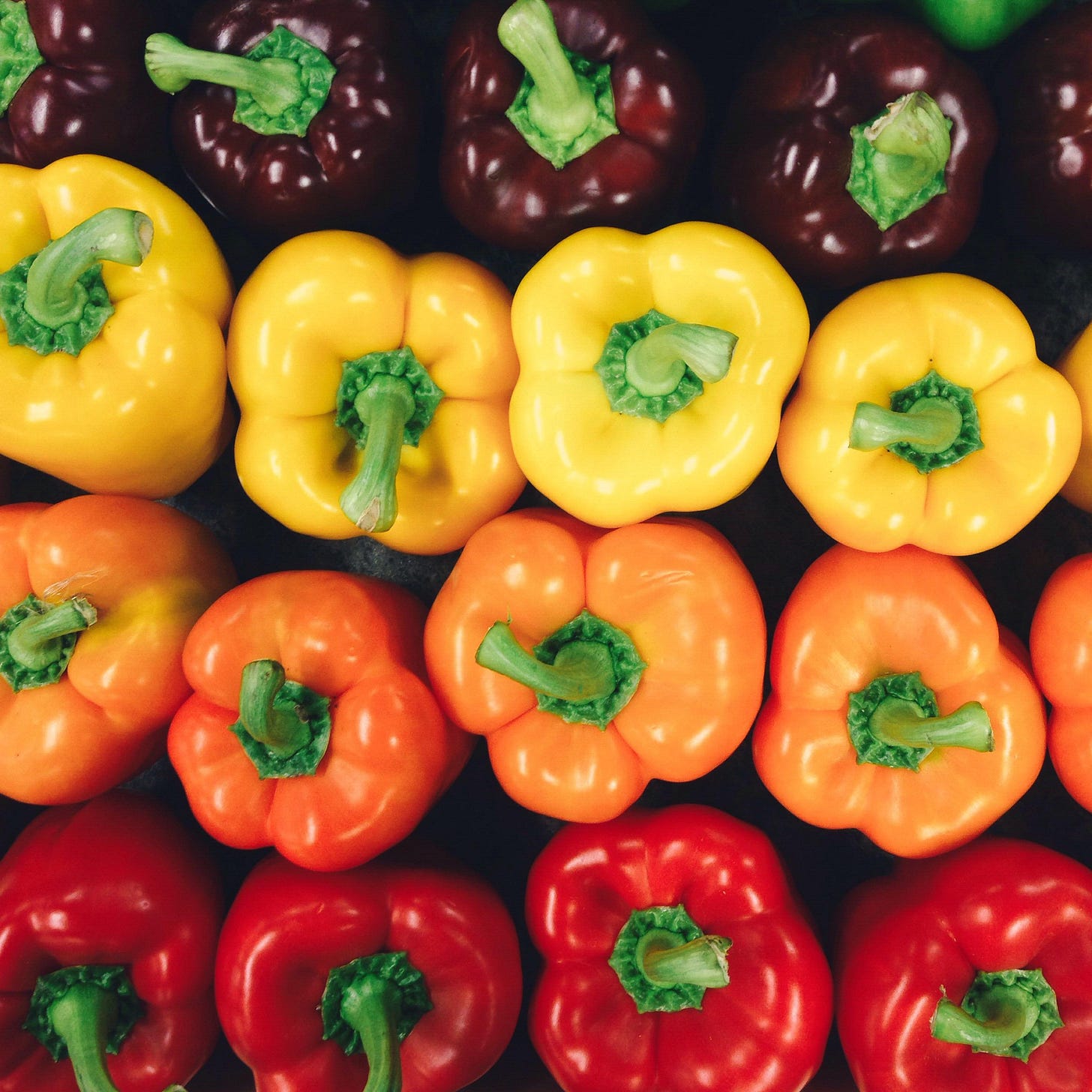 Rows of purple, yellow, orange and red peppers