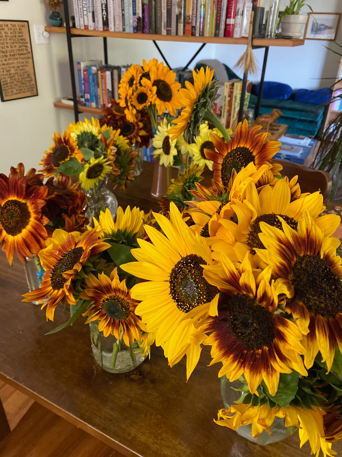 Many vases full of sunflowers of different colors on my kitchen table.