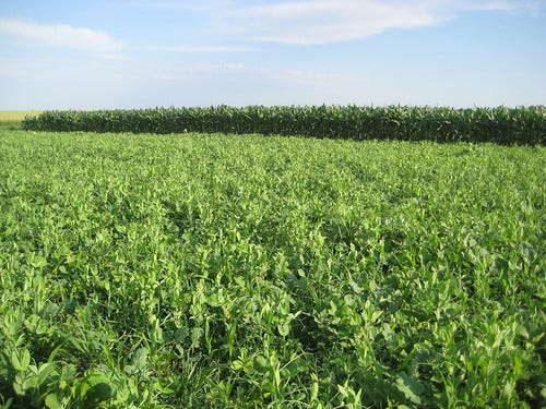 A New Online Tool to Help Growers Select the Right Cover Crop | USDA