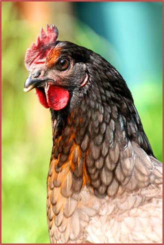 A photo of a lovely hen