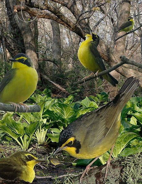 File:Kentucky Warbler From The Crossley ID Guide Eastern Birds.jpg