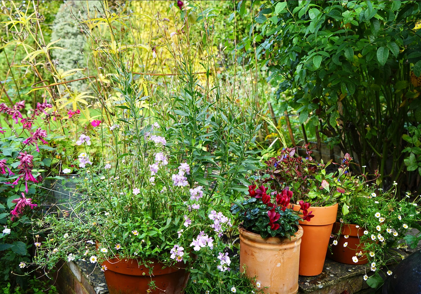 a cottage garden with pots