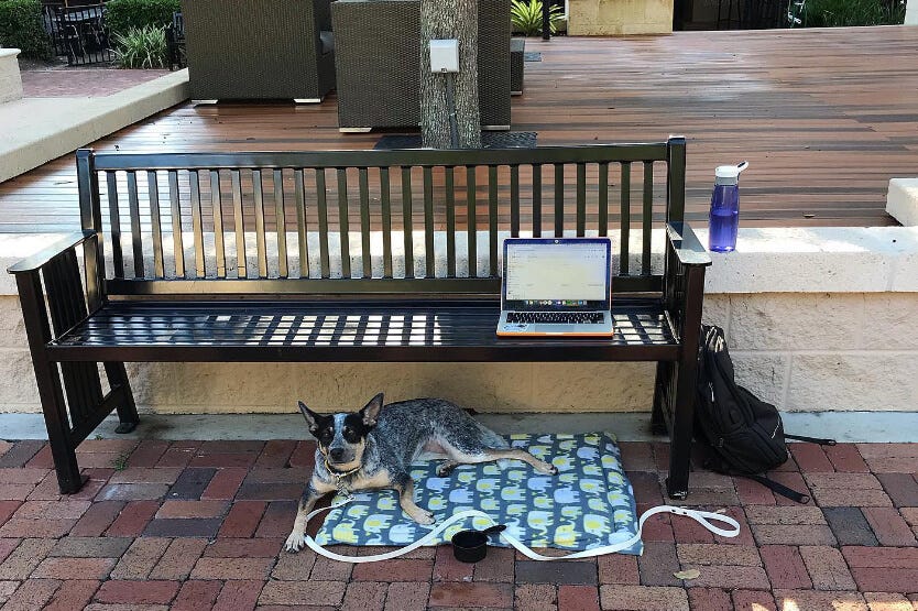 Scout the Australian cattle dog laying calmly underneath a bench at The Avenue Viera dog-friendly outdoor mall