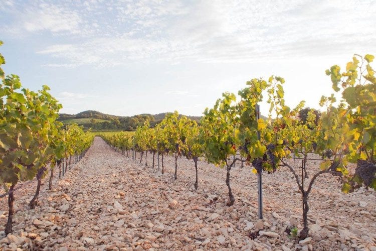 Tavel AOC, France - The Wine Beat