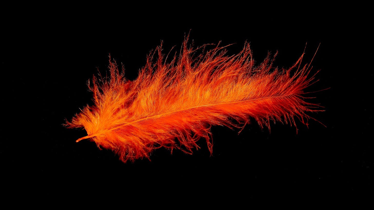 A single bright orange feather, enlarged, in the center of a black black background. The feather looks a litle fuzzy, like its been ruffled.