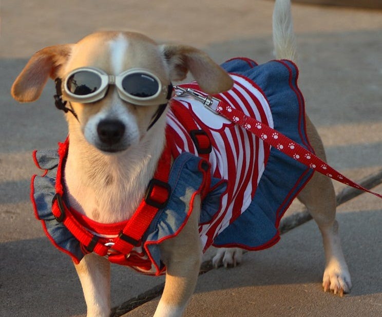 color photo of a small dog wearing tinted swim goggles and a red-and-white striped doggie dress with blue ruffles at the sleeves and 'skirt'