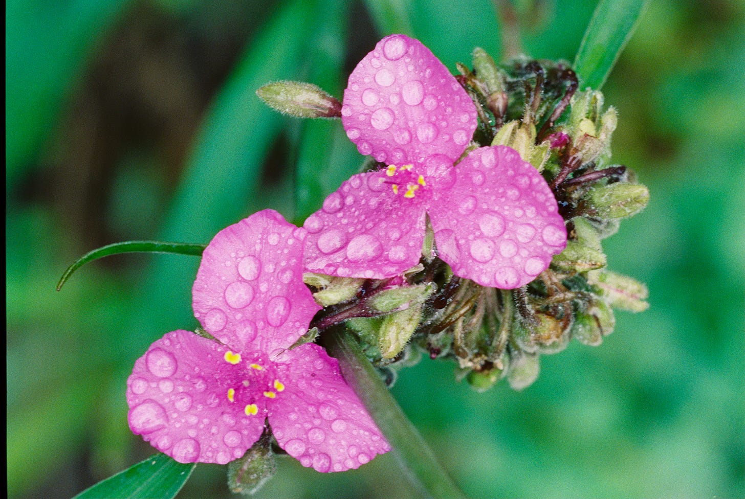 Spiderwort blossoms with raindrops