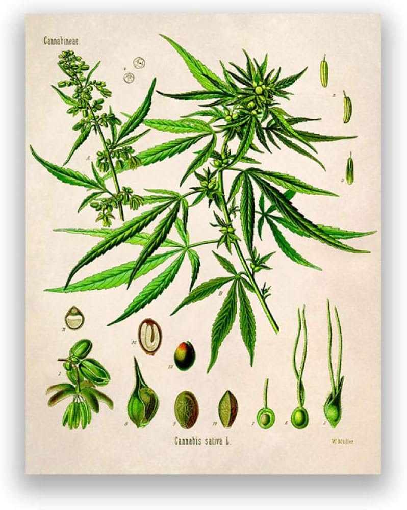 CPGG Poster for Bedroom, Cannabis Illustration Vintage Poster Botanical  Print Marijuana Plant Canvas Painting Wall Art Pictures Living Room Home  Decor 40 x 60 cm No Frame : Amazon.de: Home & Kitchen