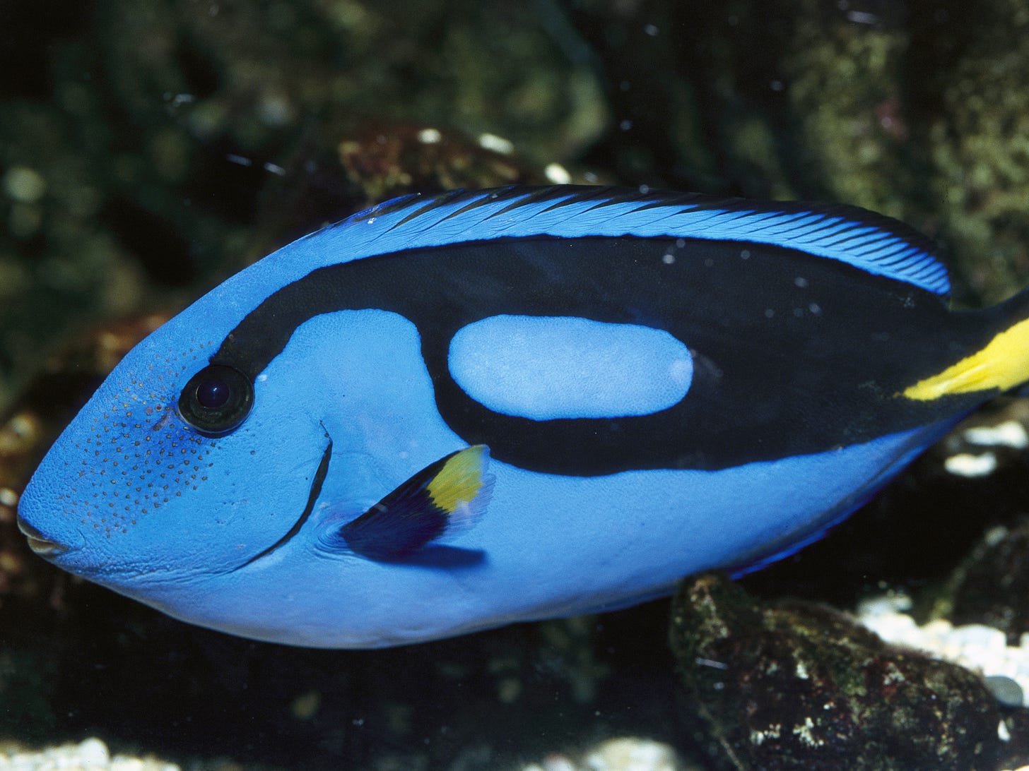 Please, Let's Not Find Dory: Why Buying A Blue Tang Is A Bad Idea : 13.7:  Cosmos And Culture : NPR