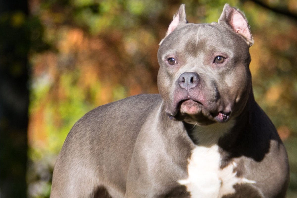 Reino Unido prohibirá los perros de la raza American Bully XL tras varios  ataques | Internacional