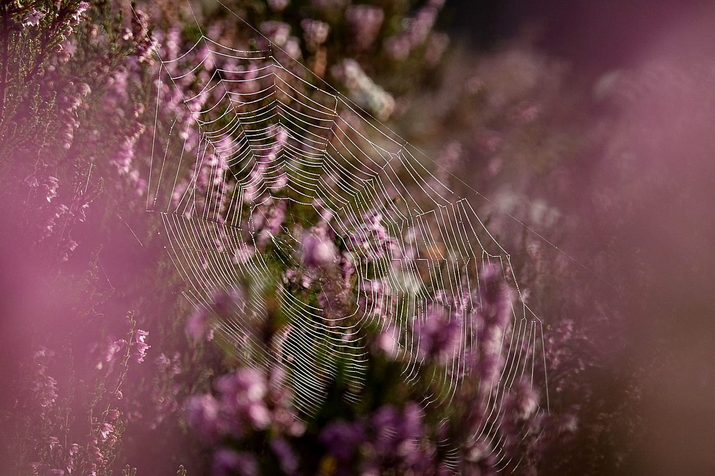 The seemingly perfect circle of an orb weaver spider’s web on purple ling heather (Calluna vulgaris)