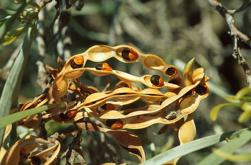Acacia coriacea [Seed Pod wikicommons].jpg